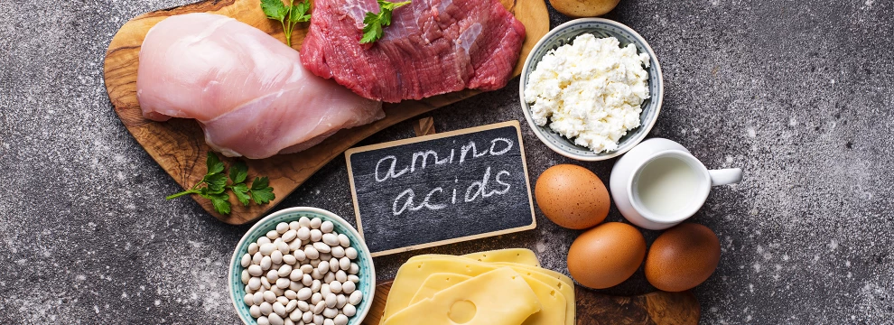 Que sont les acides aminés essentiels?